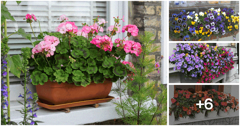 10 Best Beautiful Flowers for Your Window Boxes