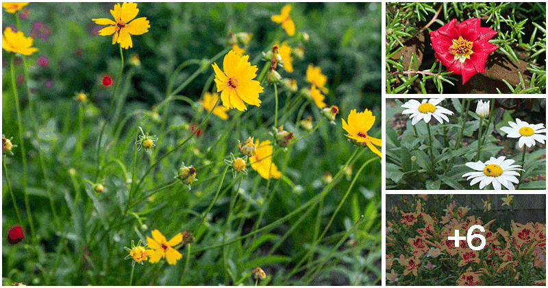 10 Best Flowers For Your Windy Gardens