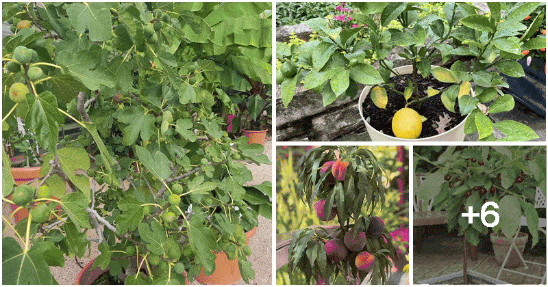 10 Fruit Trees That Can Grow In Containers