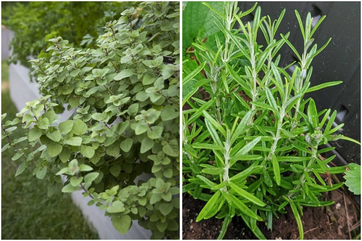 13-popular-herbs-that-actually-grow-best-in-shade