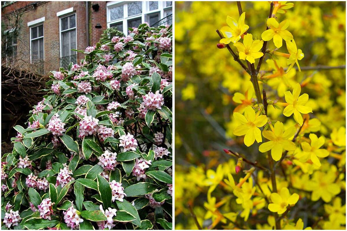 15 Flowering Shrubs To Liven Up Cold Winter Days