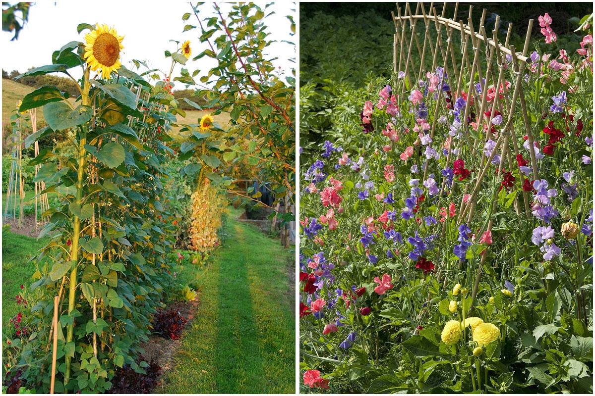 10 Best Beneficial Flowers For Your Vegetable Garden