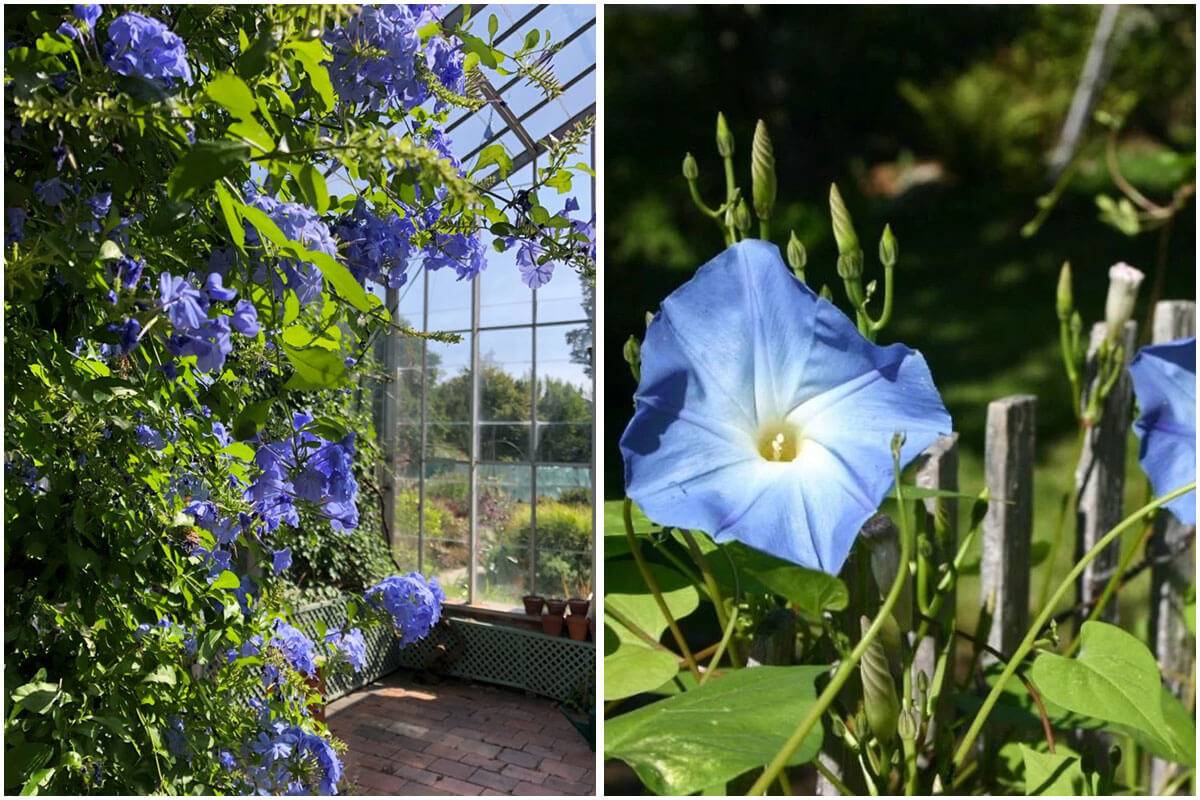 11 Beautiful Vining Plants That Offer Blue Flowers