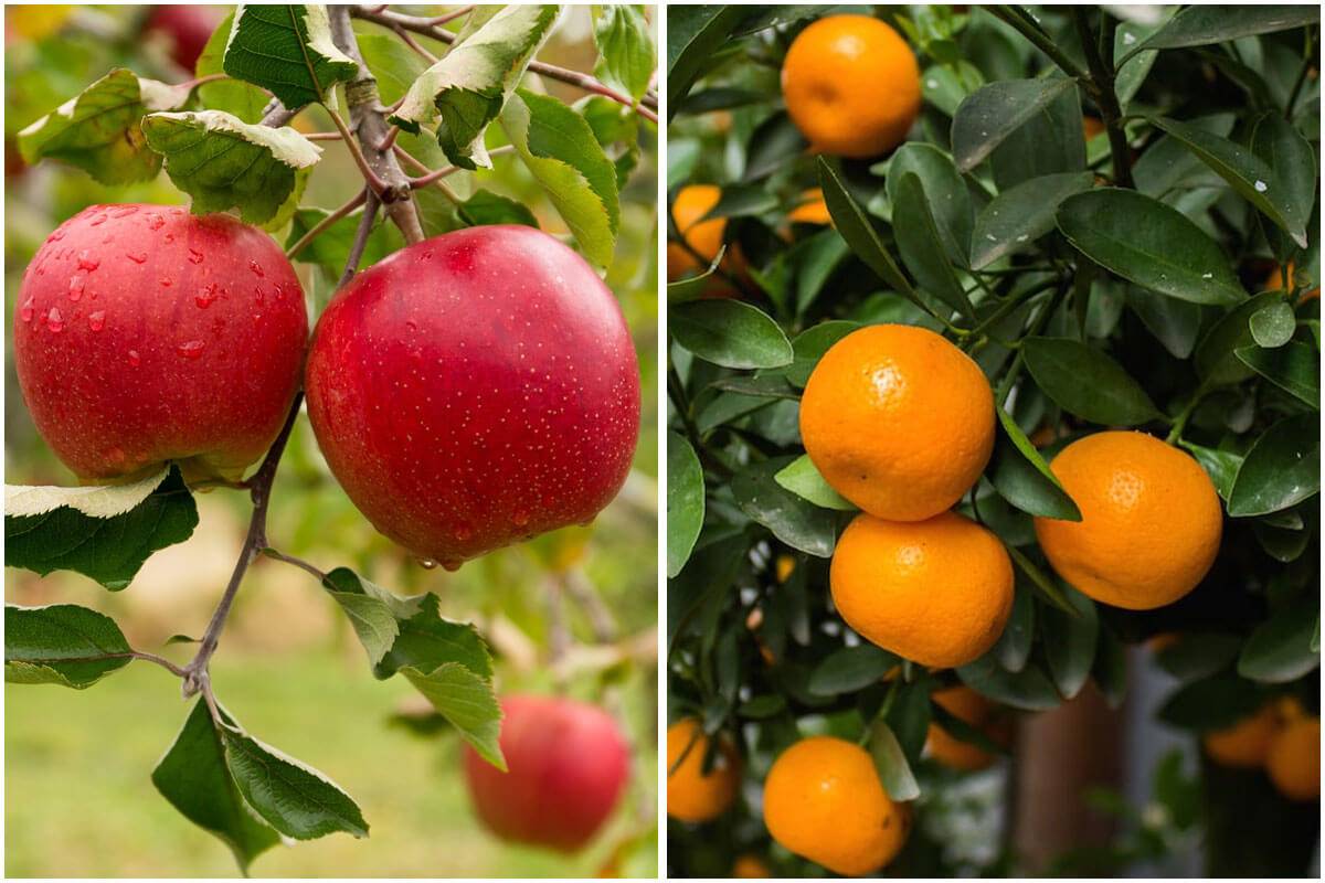 10 Fast-growing Fruit Trees For Your Garden