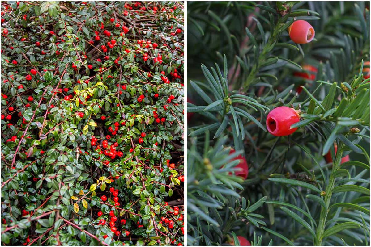 8 Beautiful Evergreen Shrubs With Red Berries