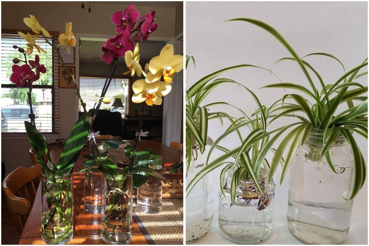 Cat-Safe Indoor Plants That Grow Well in Water Environment