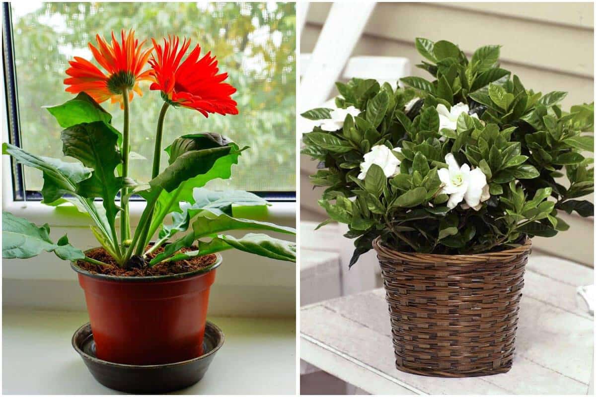 12 Best Plants To Grow In Your Bedroom