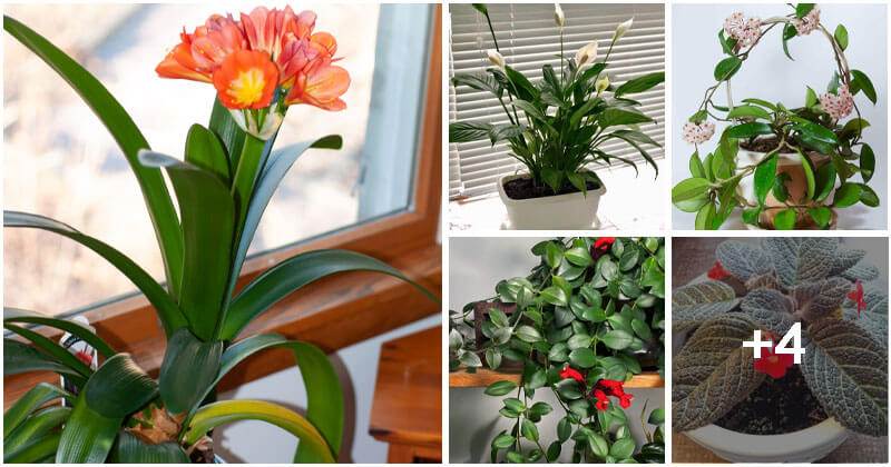 9 Easy-to-grow Indoor Flowers for Beginners