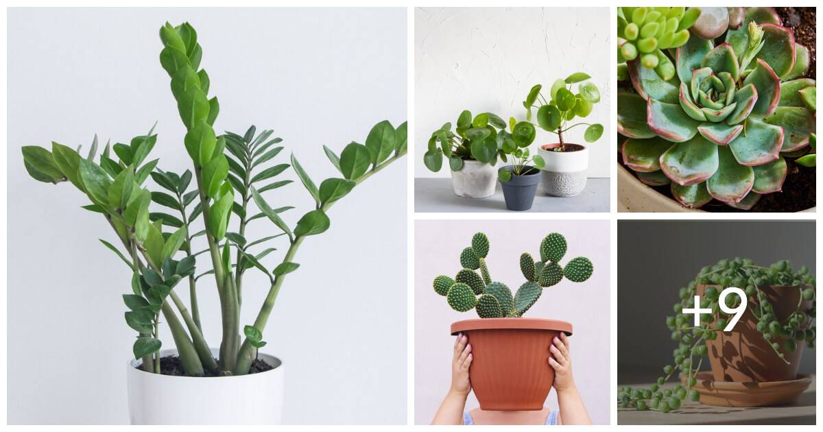 Top 14 Succulents For Good Feng Shui