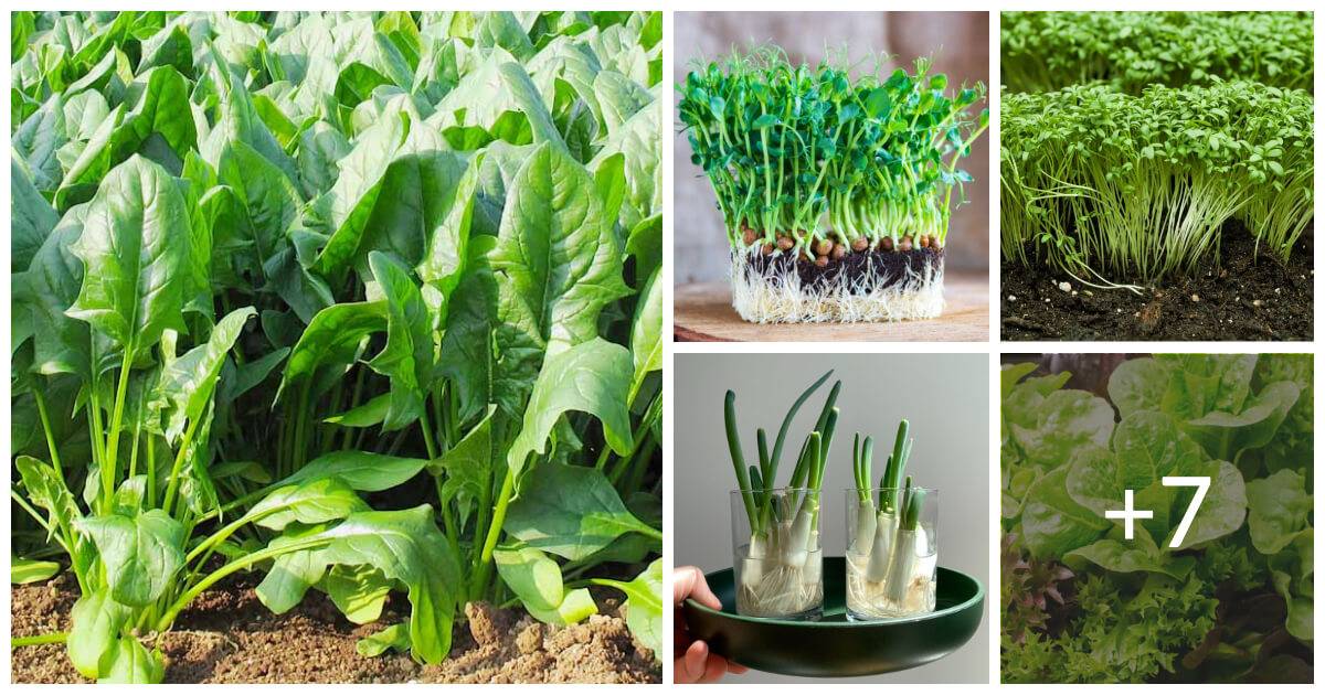 12 Fast Growing Leafy Green Vegetables