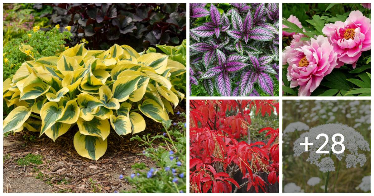 33 Low Maintenance Plants Producing Spectacular Results