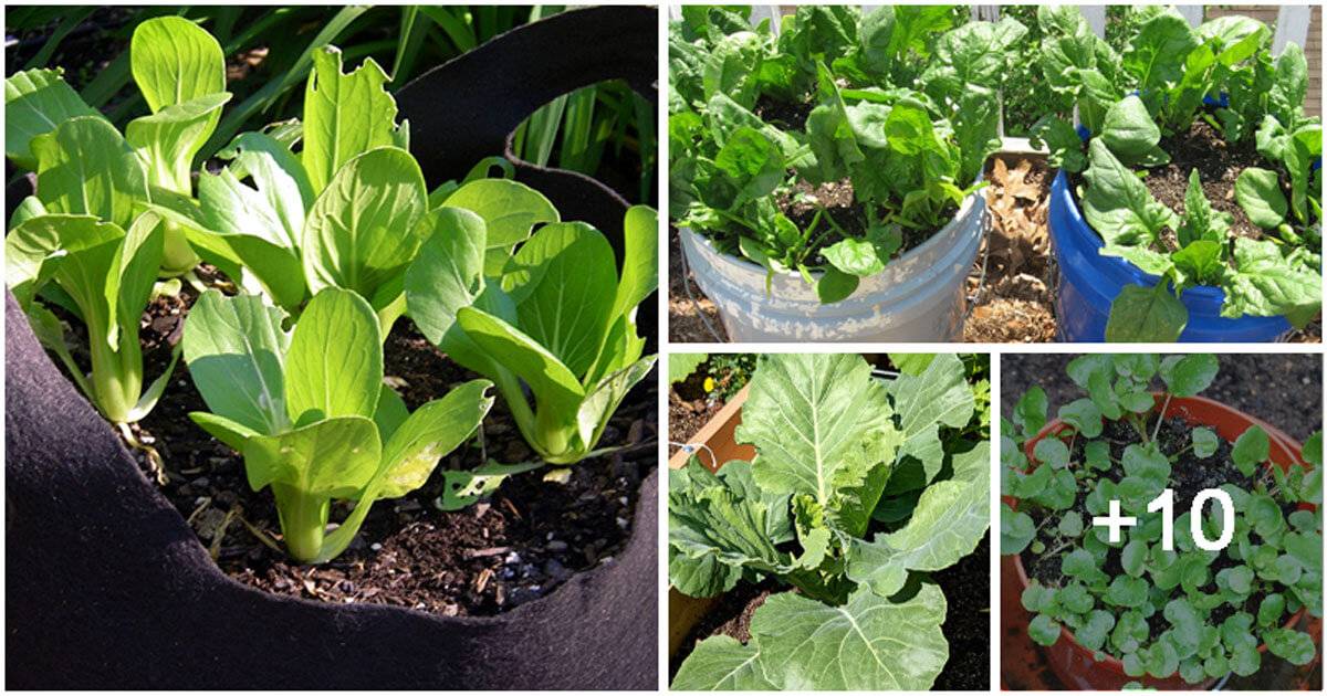14 Vegetbles To Grow Easily In Buckets
