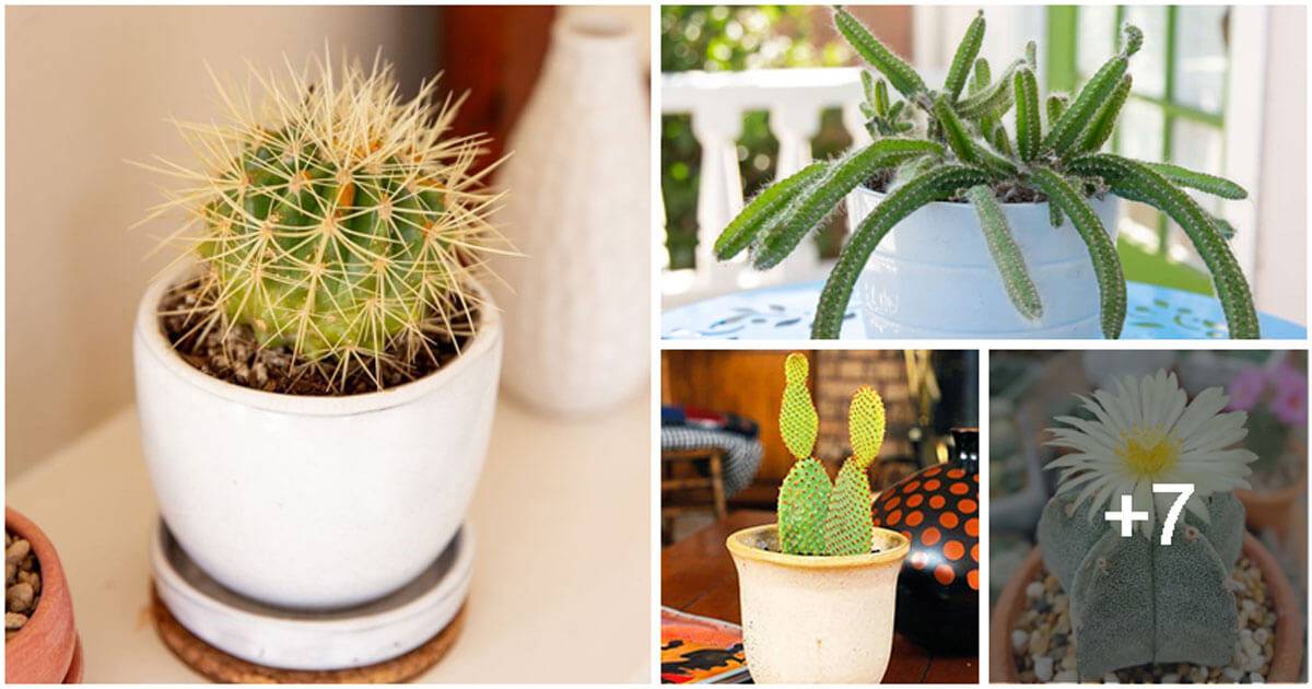 11 Beautiful And Easy-to-grow Indoor Cactus Plants