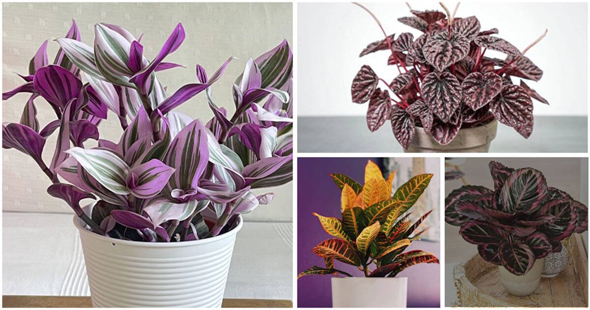 Most Colorful Houseplants You Will Love