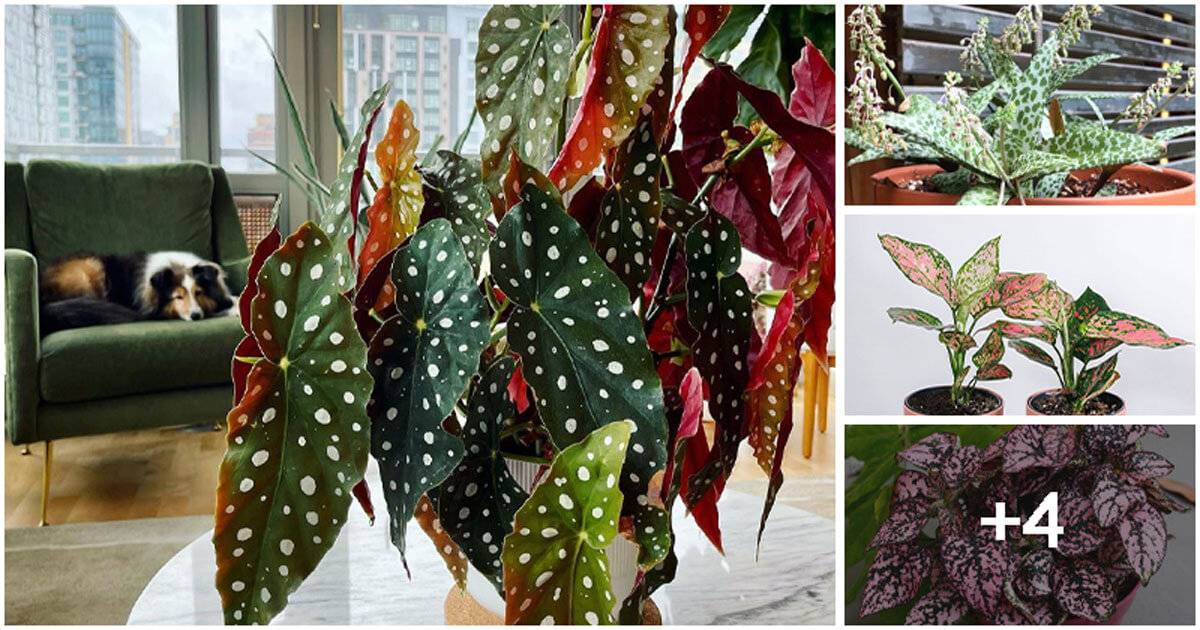 Best Beautiful Polka Dot Print Indoor Plants