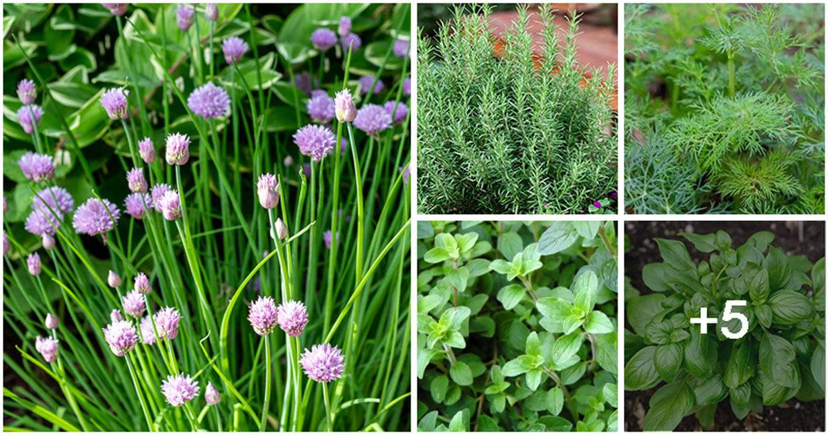 10 Best Companion Herbs To Grow In Your Garden