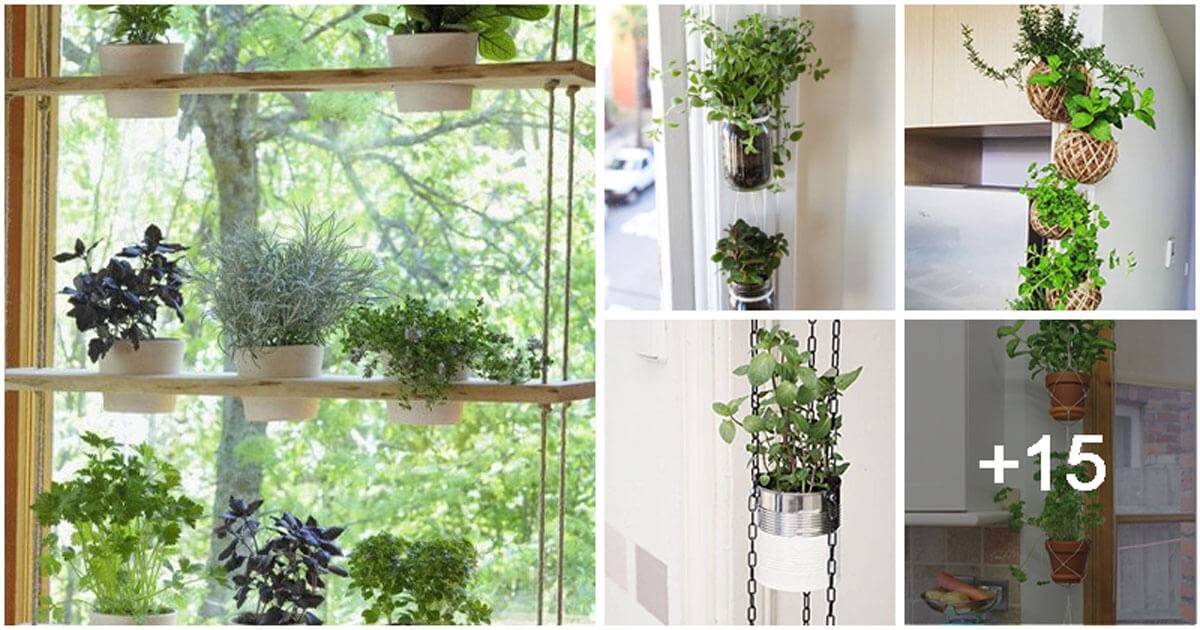 20 Easy Ways to Start a Hanging Indoor Herb Garden