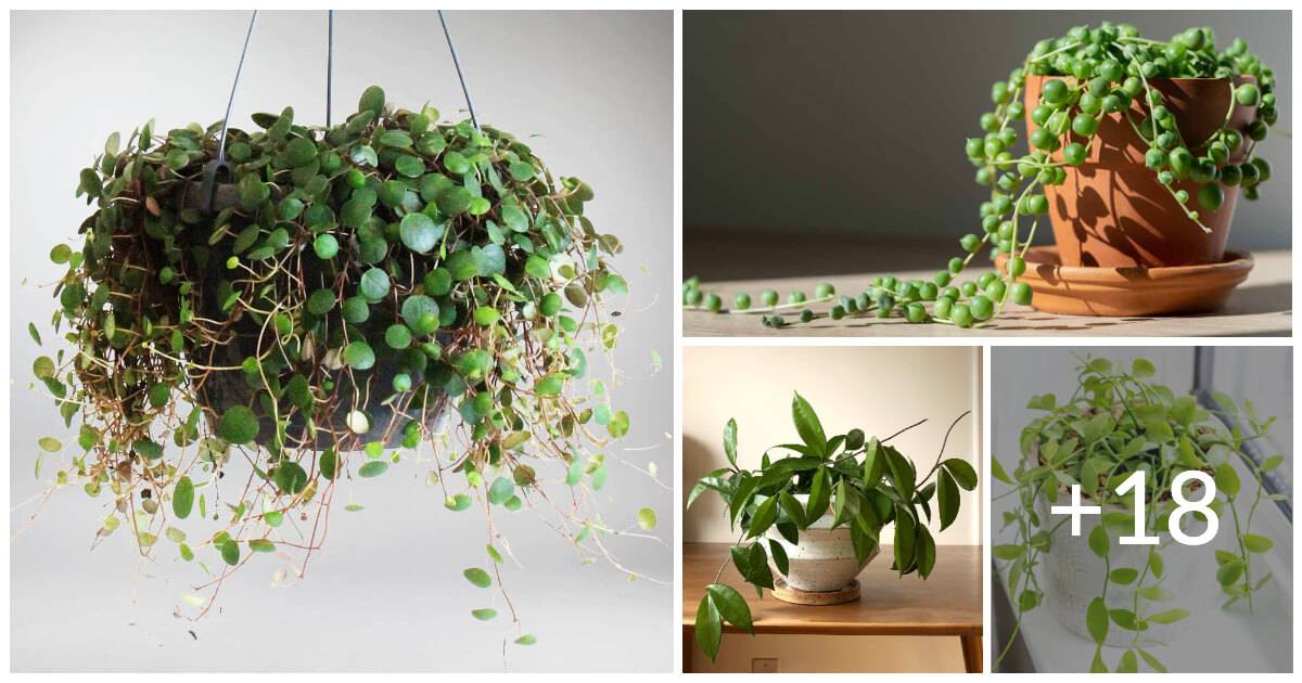 22 Easiest Vines To Bring Forest To Your Indoor Space