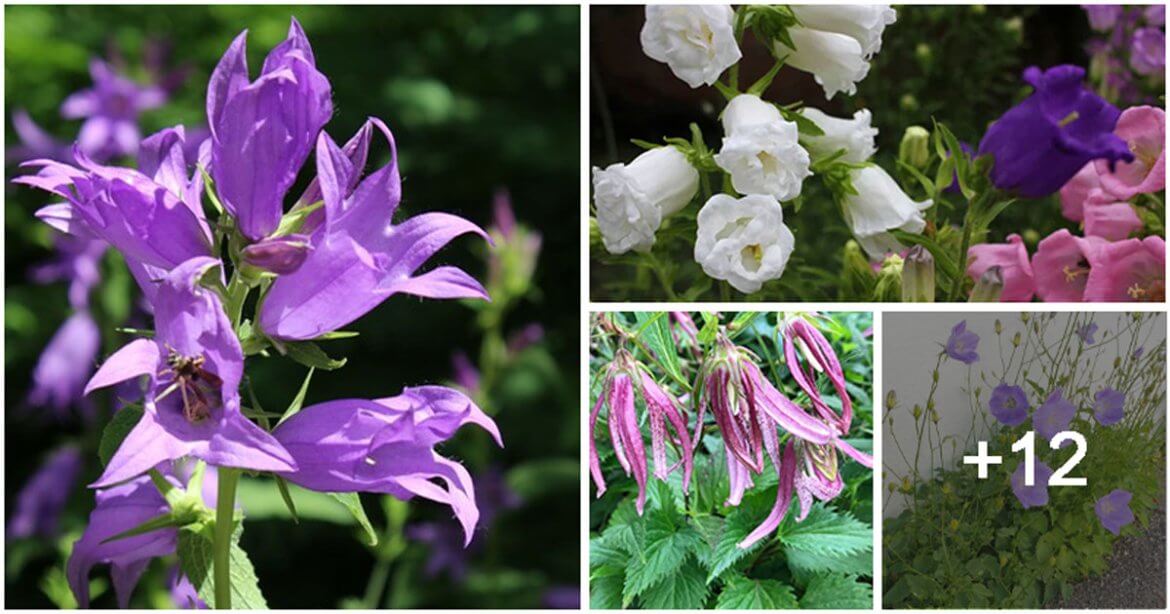 16 Best Beautiful Types of Bellflowers