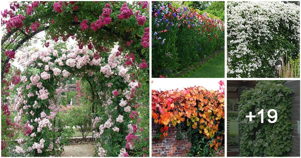 24 Flowering Vines To Give Your Garden Shade
