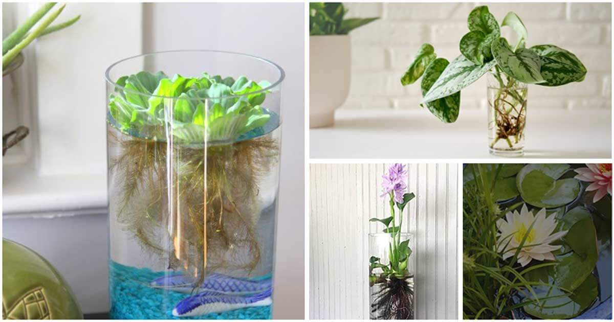 Best Indoor Plants that Don't Need Well Drainage