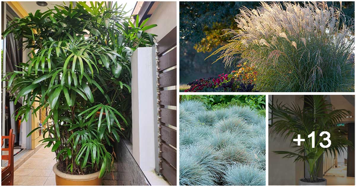 17 Best Beach Plants That Grow Well In Your Home and Garden