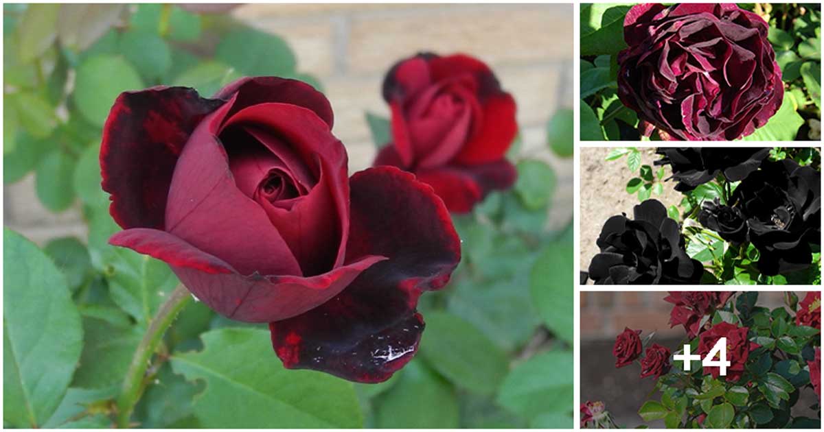 8 Beautiful Black Rose Types To Add Charm Vibes To Your Garden