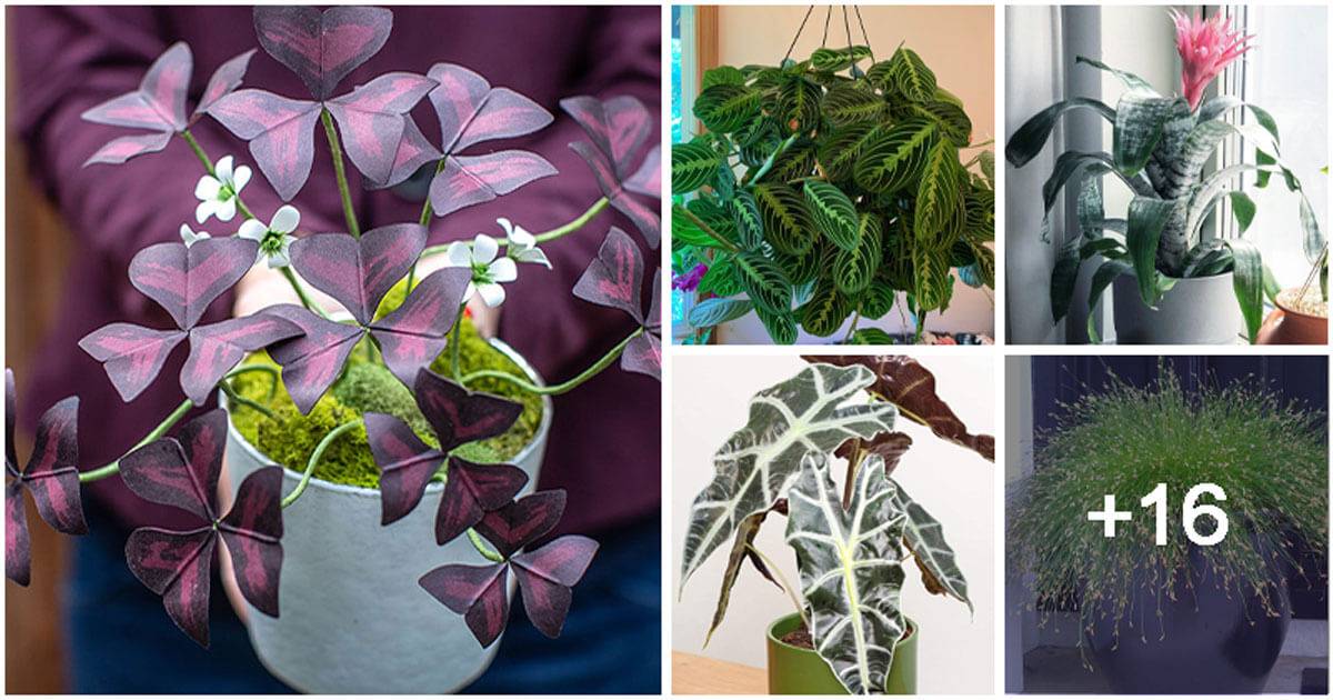21 Best Beautiful Indoor Plants To Refresh Your Home