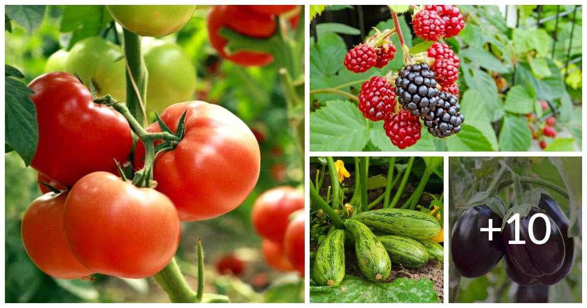 14 Ideal Plants For Your Summer