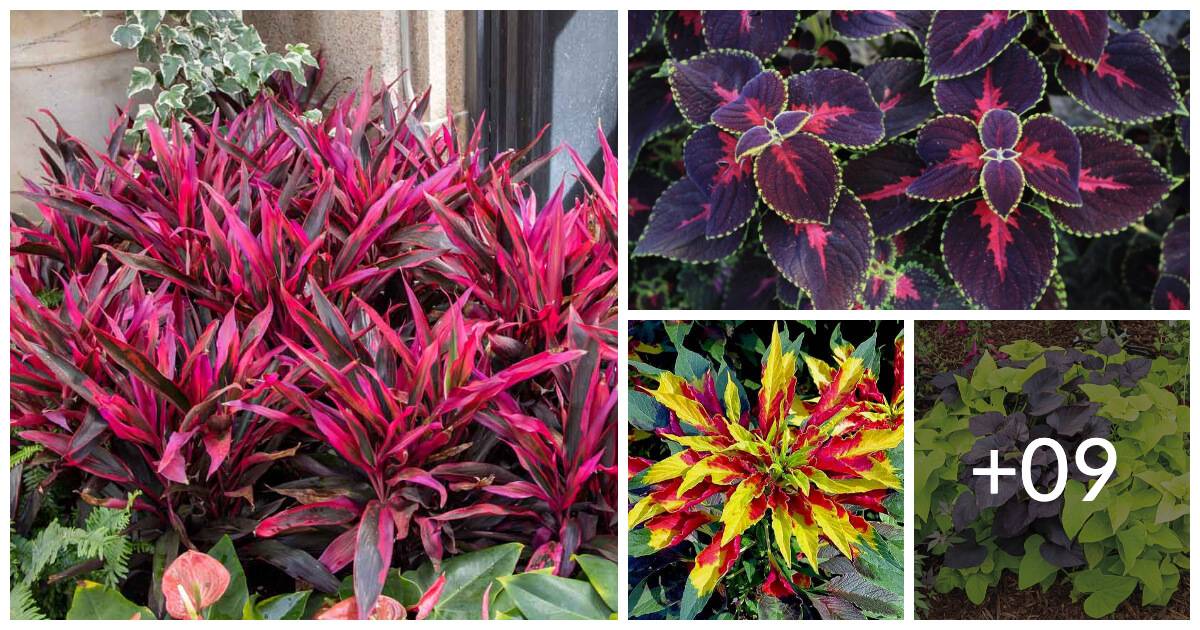 13 Vibrant Foliage Plants For Year-Round Color