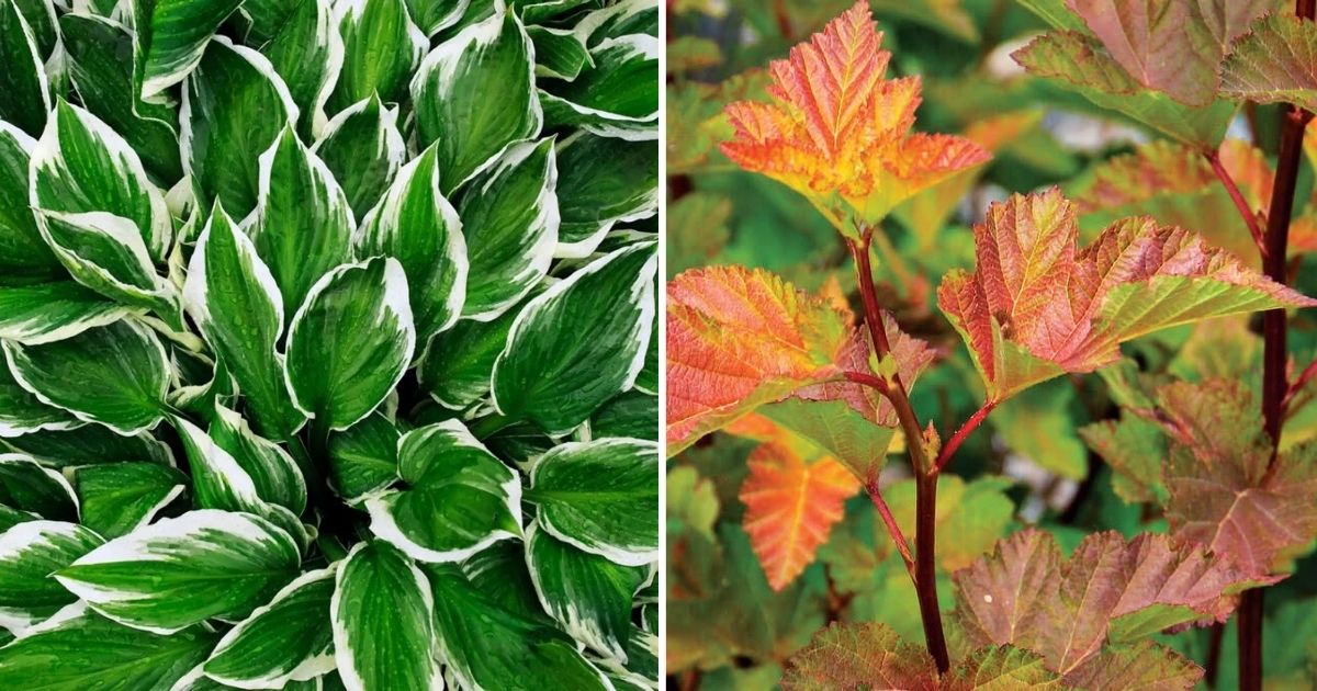 13 Vibrant Foliage Plants For Year-Round Color