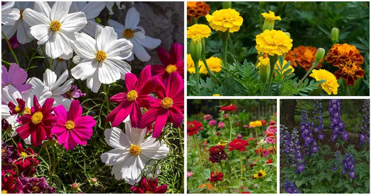 Must-have Annuals For A Beautiful Flower Garden
