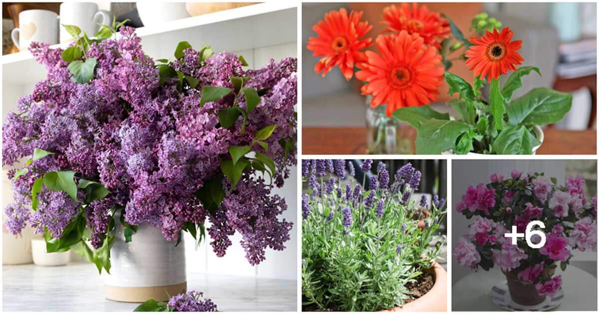 Stunning Cut Flowers That You Can Propagate From Your Bouquet For Free