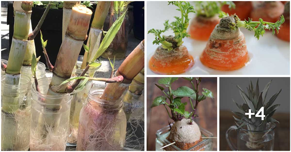 8 Edible Foods That Can Regrow From Their Tops