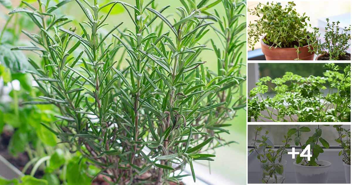 8 Herbs That Suit Grow On Windowsills On Winter Days