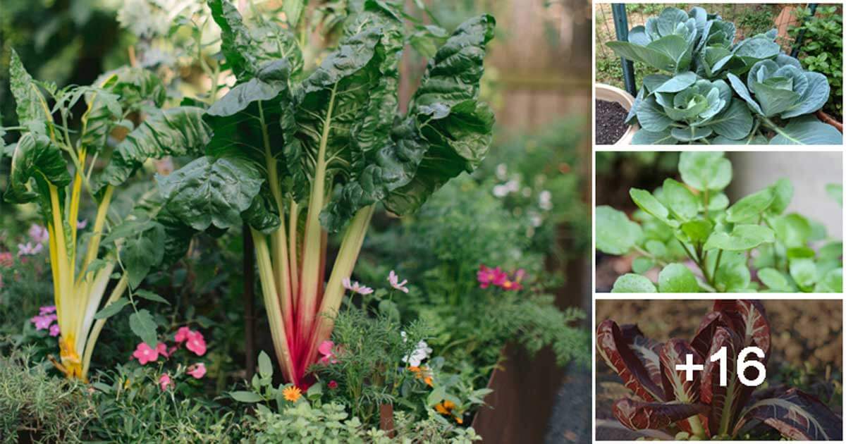 20 Green Summer Vegetables That Grow Well In Containers