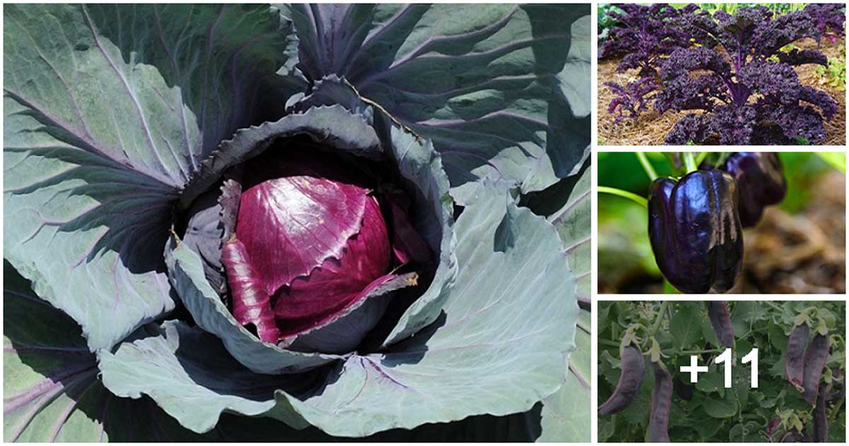 15 Easy-to-grow Purple Vegetables That Contain High Nutrients
