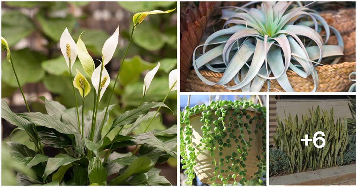 10 Gorgeous Ornamental Plants That Grow Well Both Indoors and Outdoors