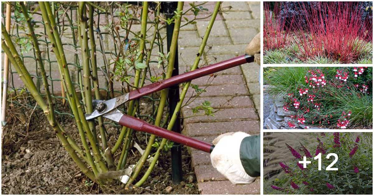 12 Beautiful Plants That Need To Be Pruned In Winter For Growing Better