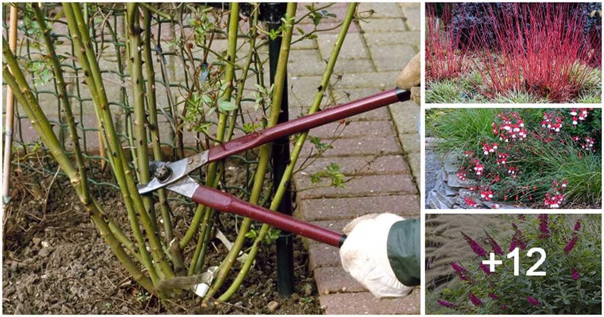 12 schöne Pflanzen, die im Winter beschnitten werden müssen, um besser zu wachsen