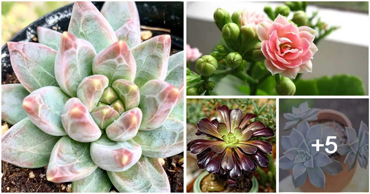 9 Stunning Succulents That Produce Petals Resembling Leaves