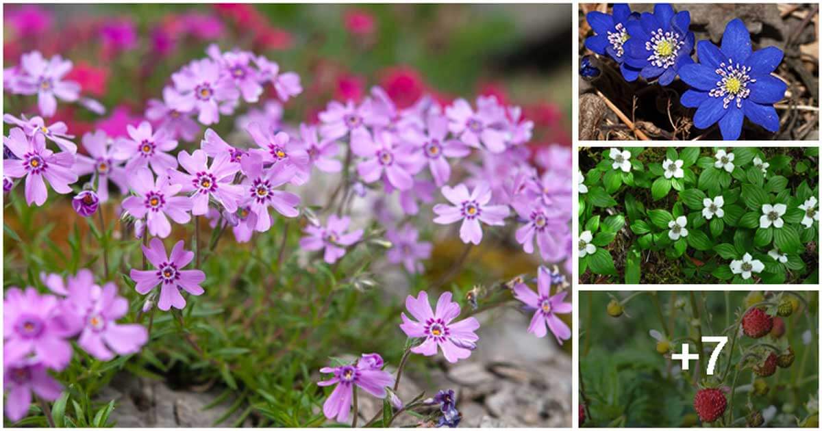11 Low-maintenance Ground Cover Plants