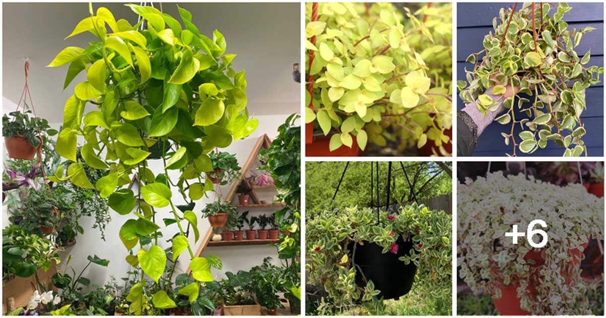 11 Beautiful Golden Houseplants To Hang On Baskets