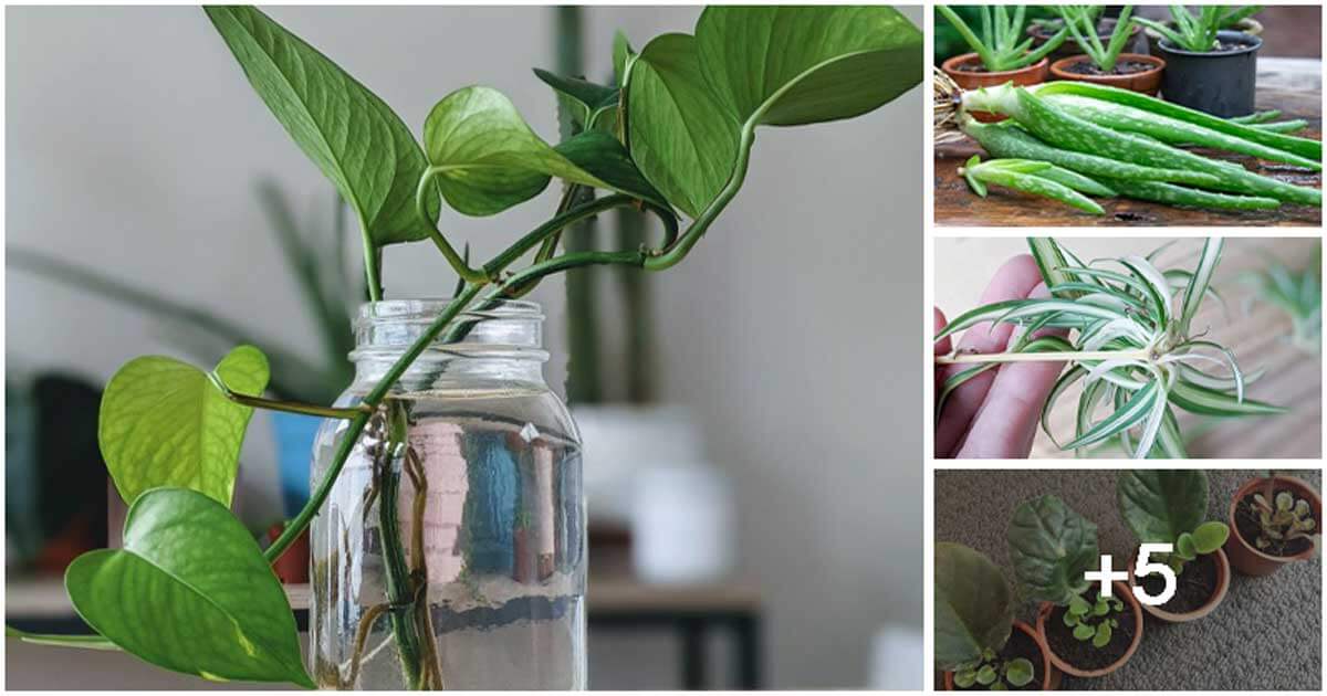 9 Best Indoor Plants That You Can Propagate So Easily