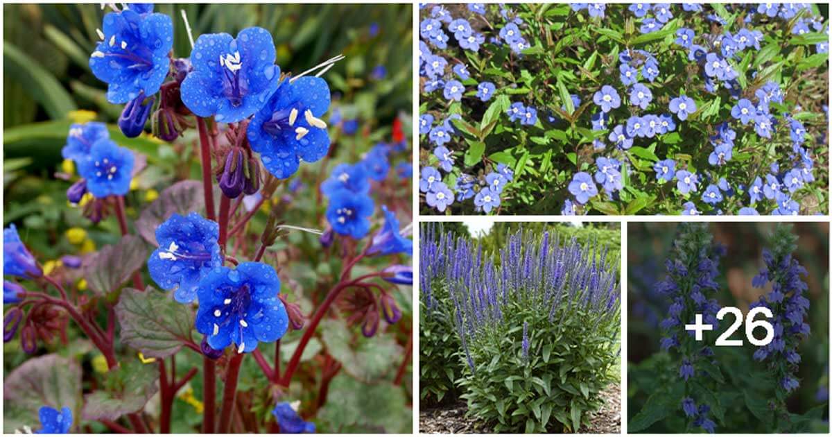 30 Small Baby Blue Flowers To Perk Up Your Outdoor Space