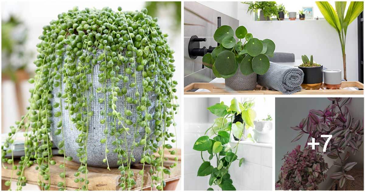 11 Best Trailing Houseplants for Your Bathroom