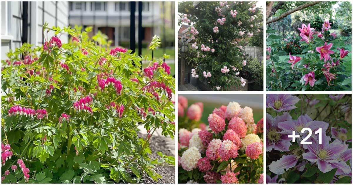 26 Beautiful Pink and White Flowers To Perk Up Your Landscaping
