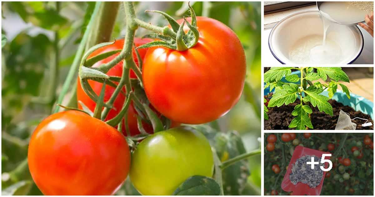 9 Best Organic Fertilizers for Your Tomato Plants