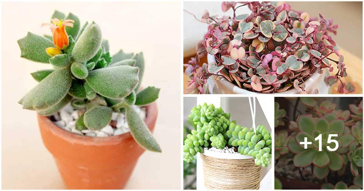19 Beautiful Succulents That Adapt Well To Shade