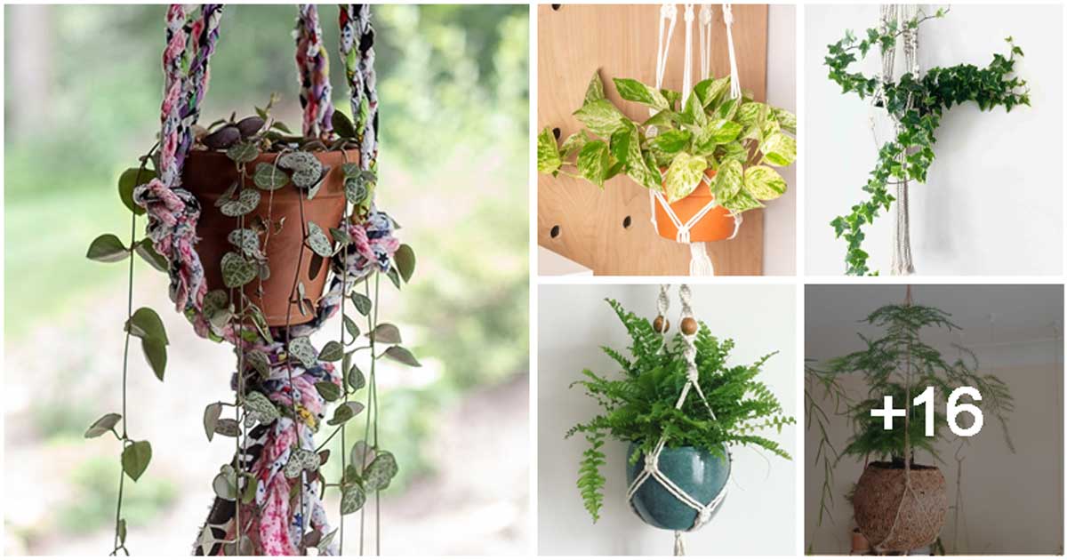 25 Houseplants That Look Great When Grown in Macramé Plant Hangers